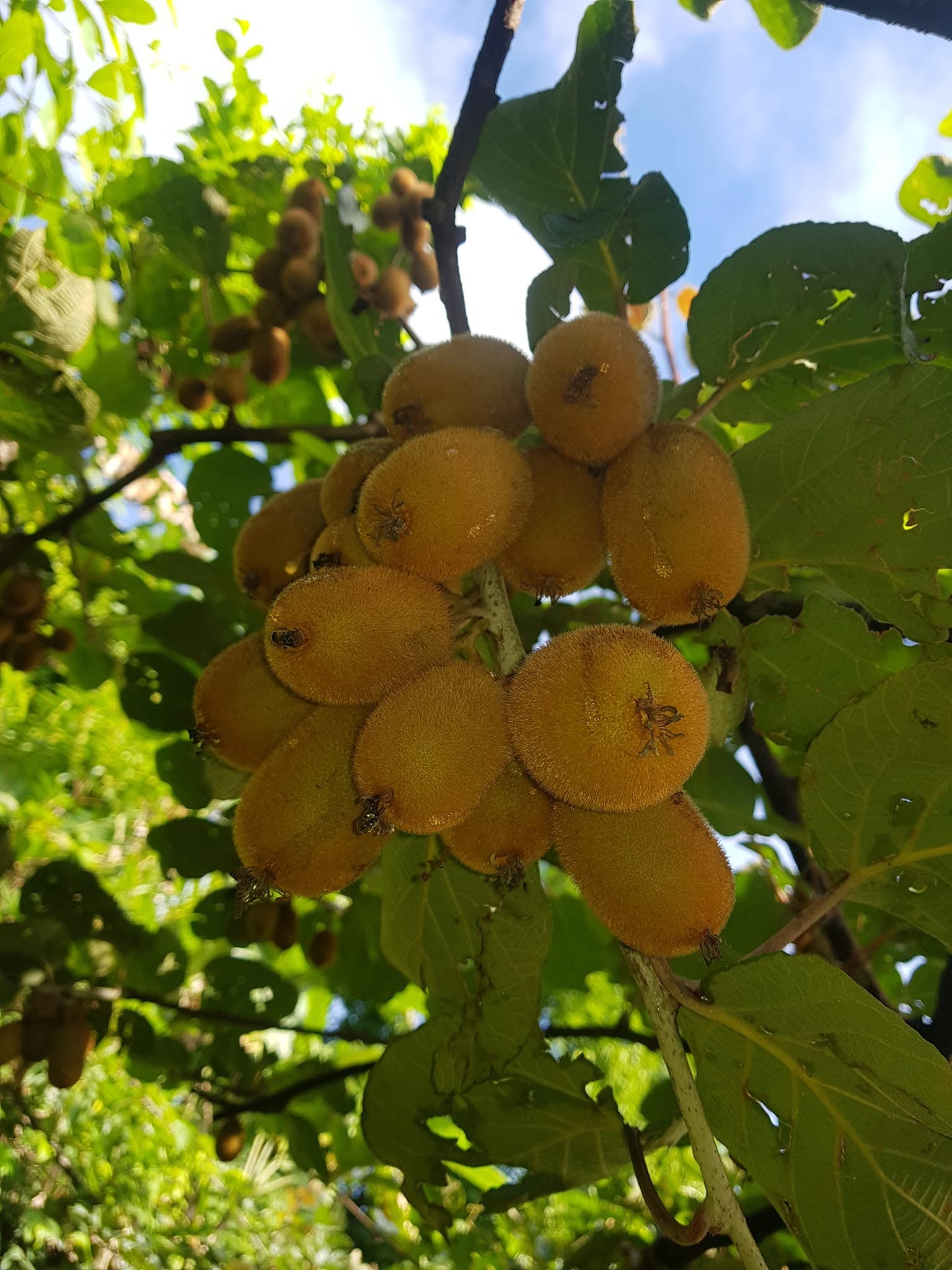 Fresh kiwi growing at the Gulmi farm