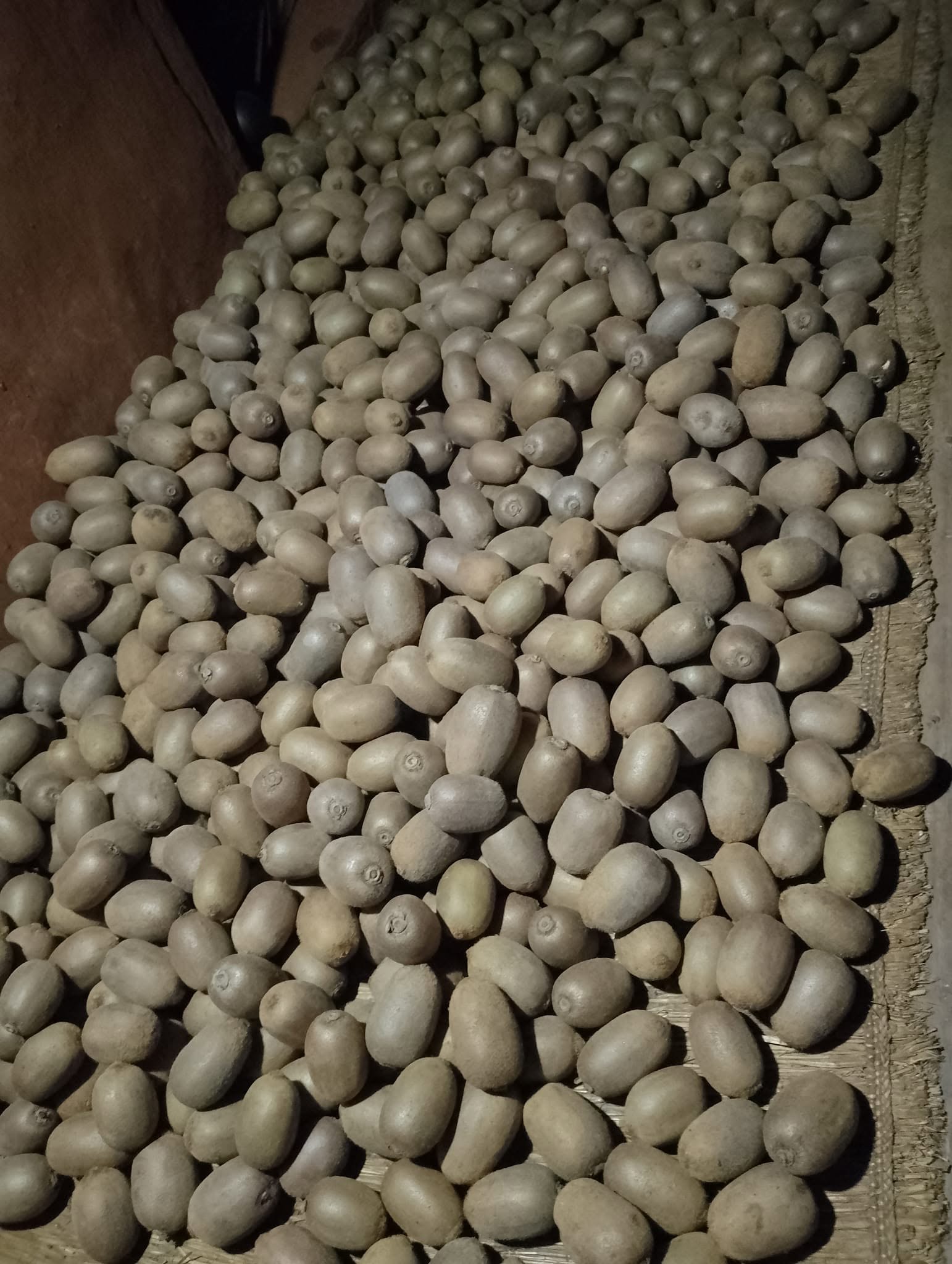 Fresh kiwi harvest at the farm