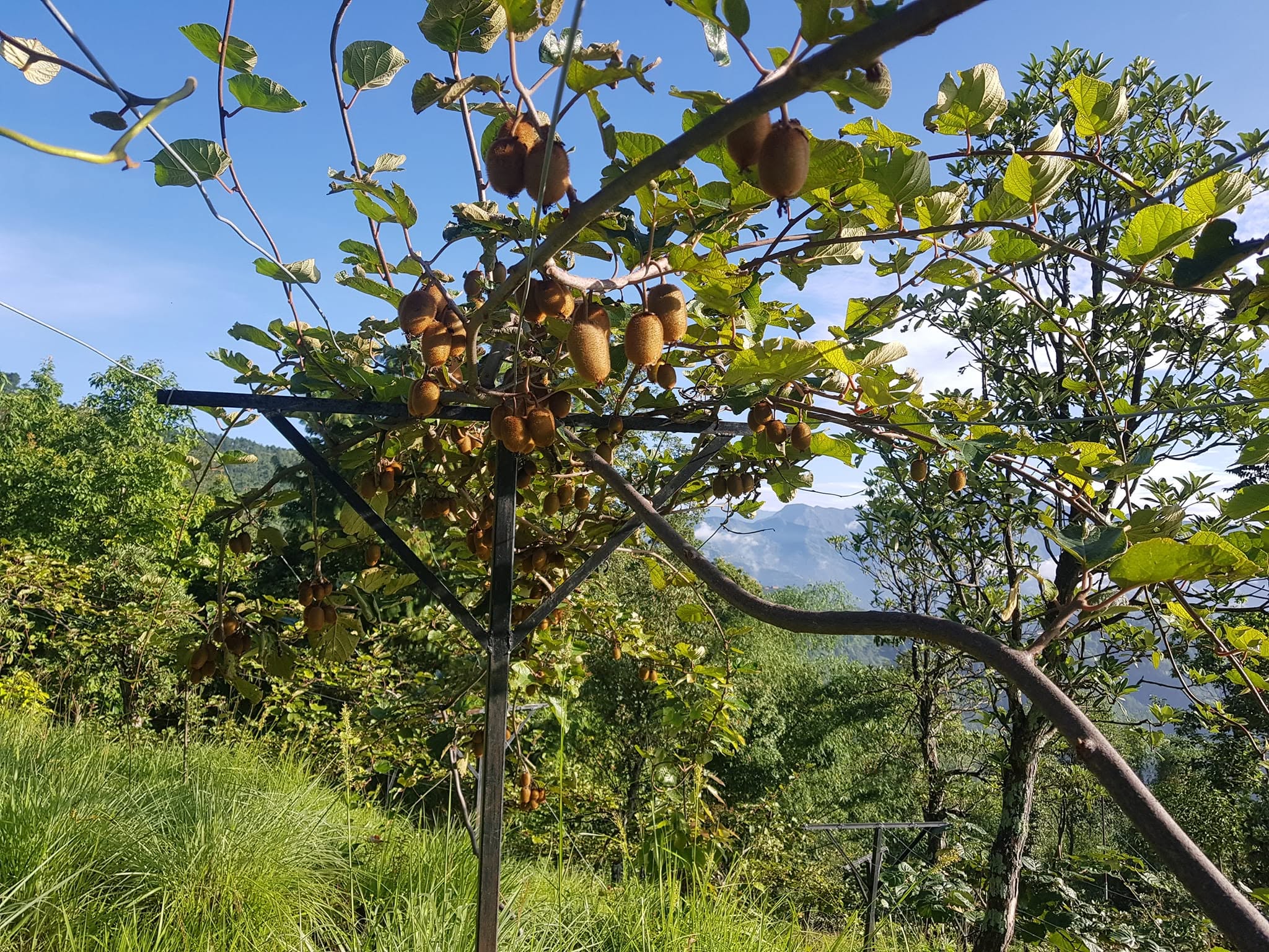 Kiwi vines growing on a hillside farm in Gulmi