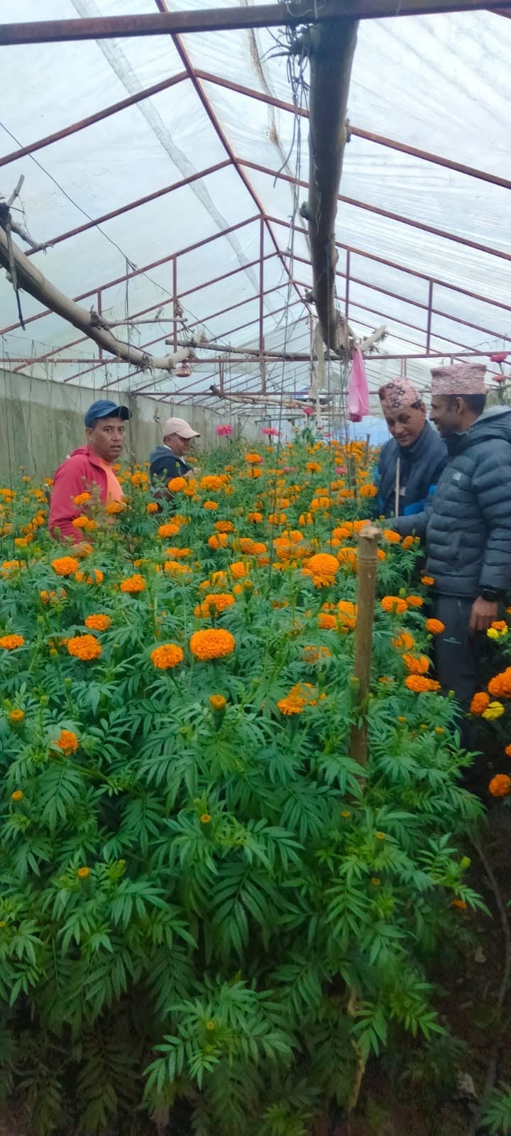 Marigold cultivation inside the company greenhouse