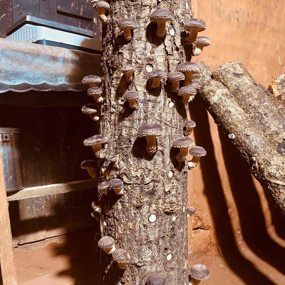 Shiitake mushrooms growing naturally on logs